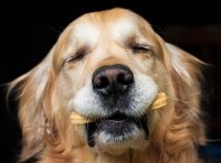 Gourmet dog biscuit manufacturer collapses